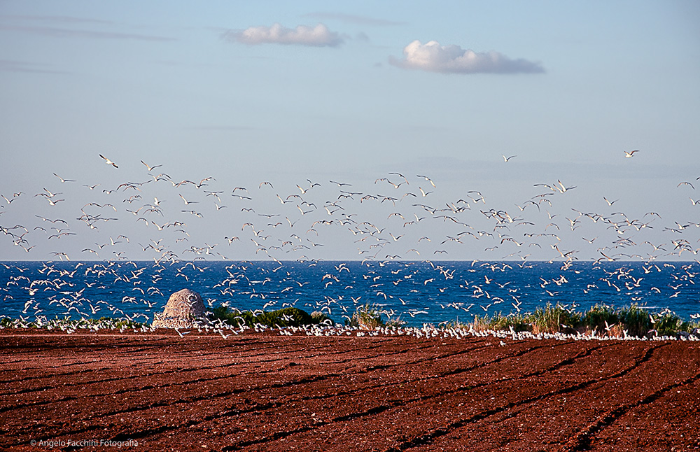 in volo