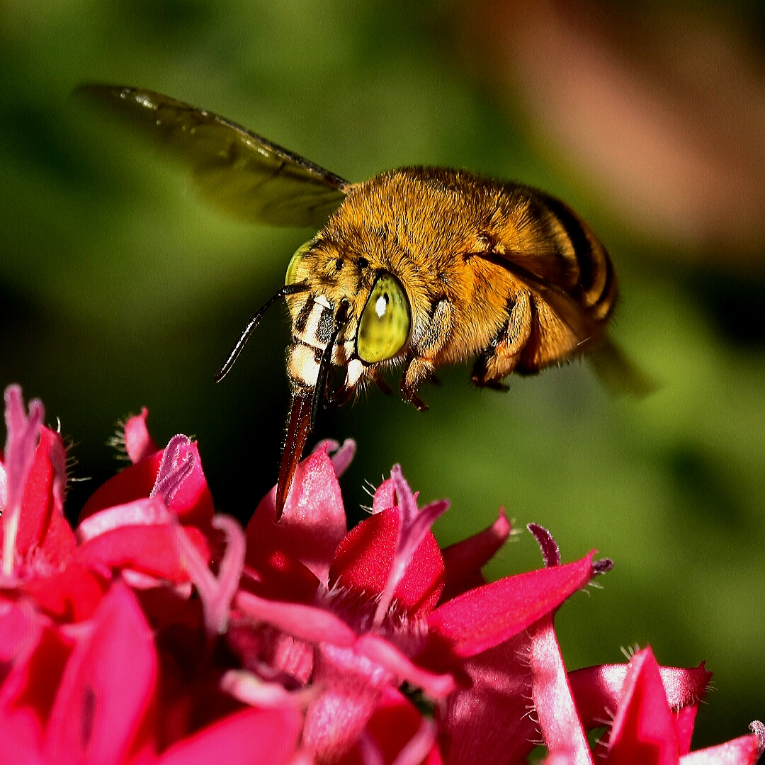 In volo