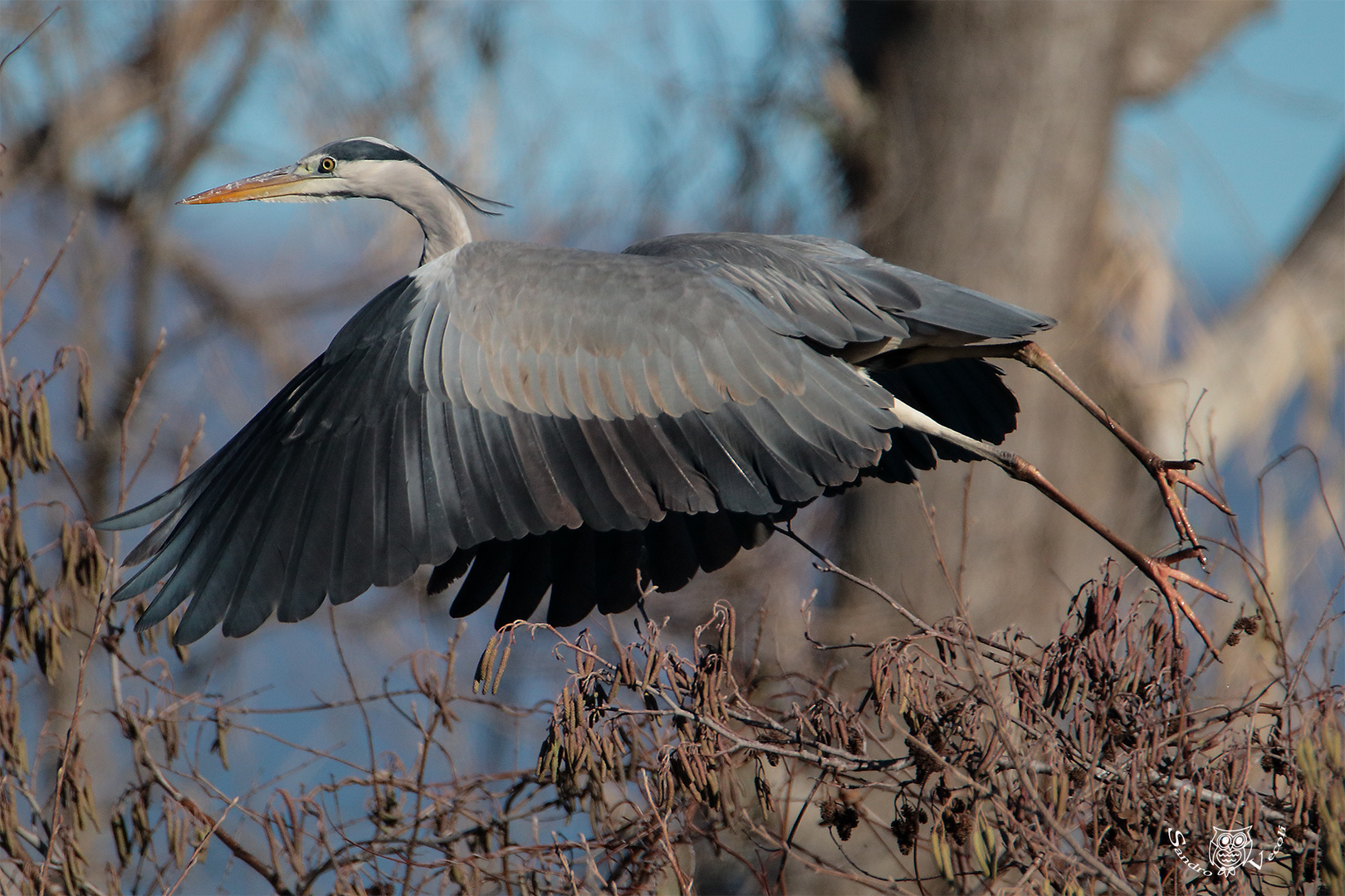 in volo