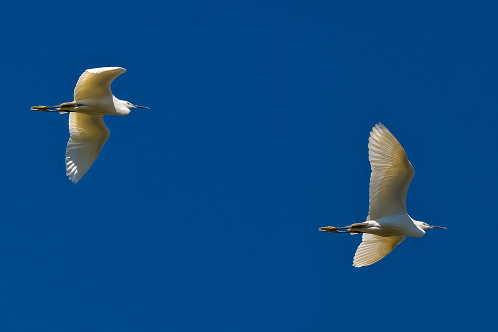 In volo