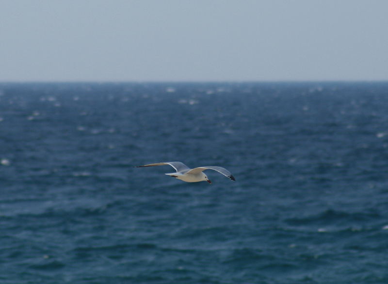 in volo