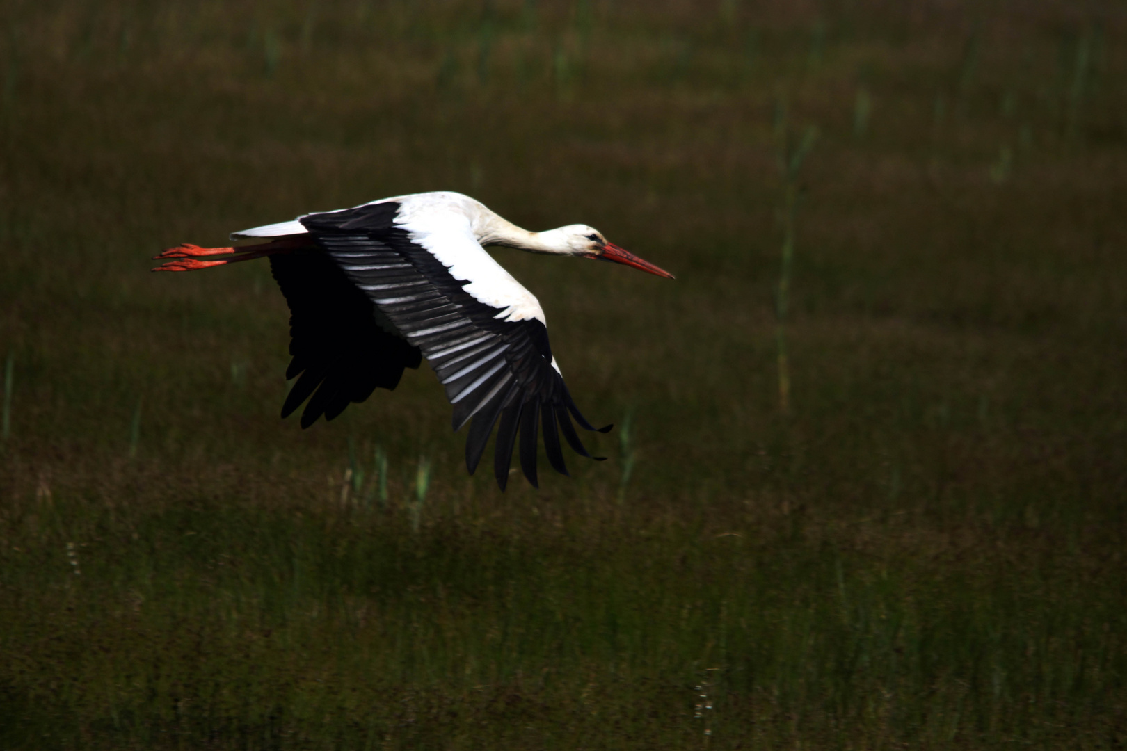 in volo