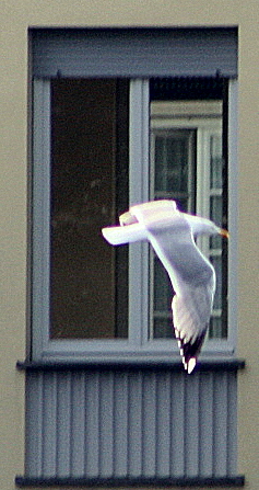 in volo