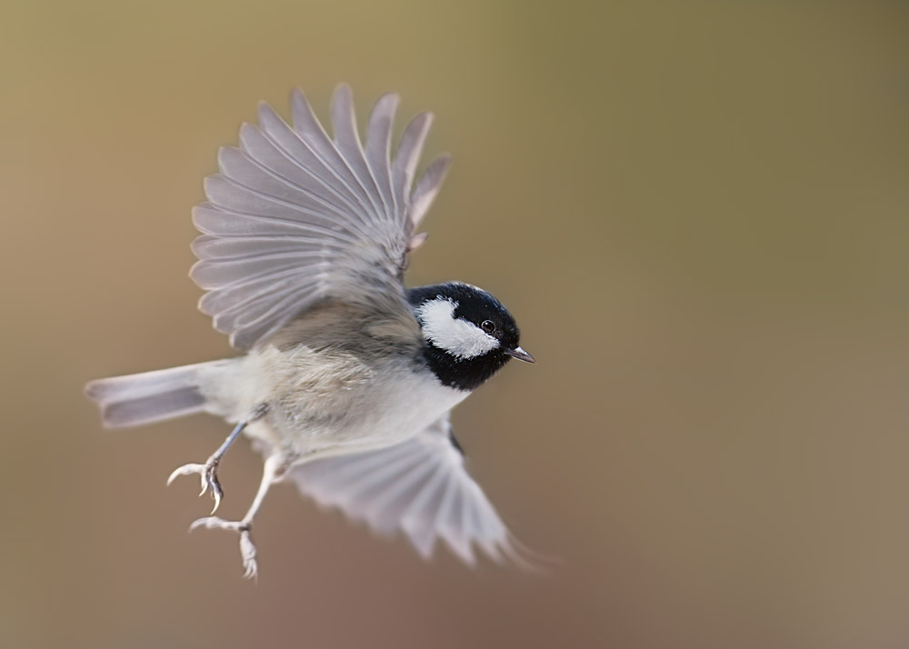 In volo