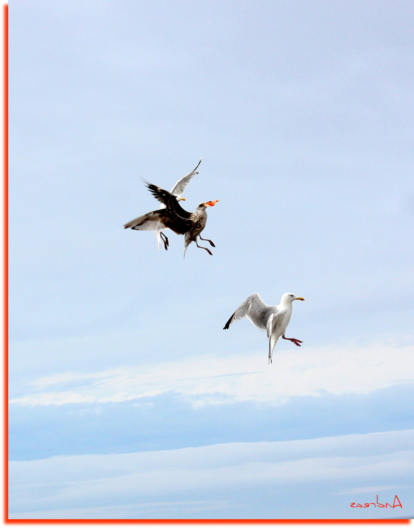 In volo ad Etretat