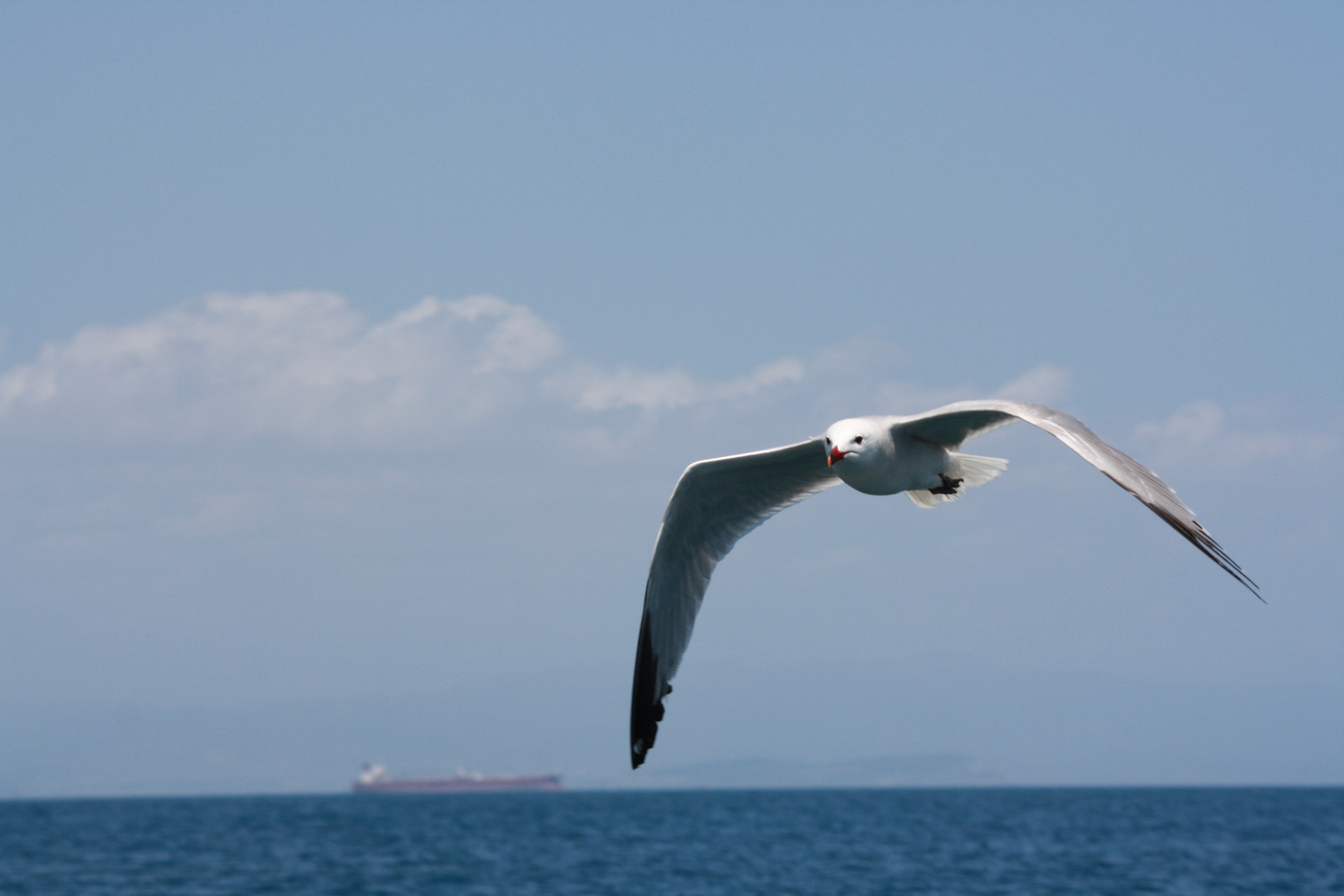 in volo alla ricerca di cibo!