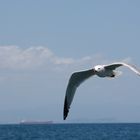 in volo alla ricerca di cibo!