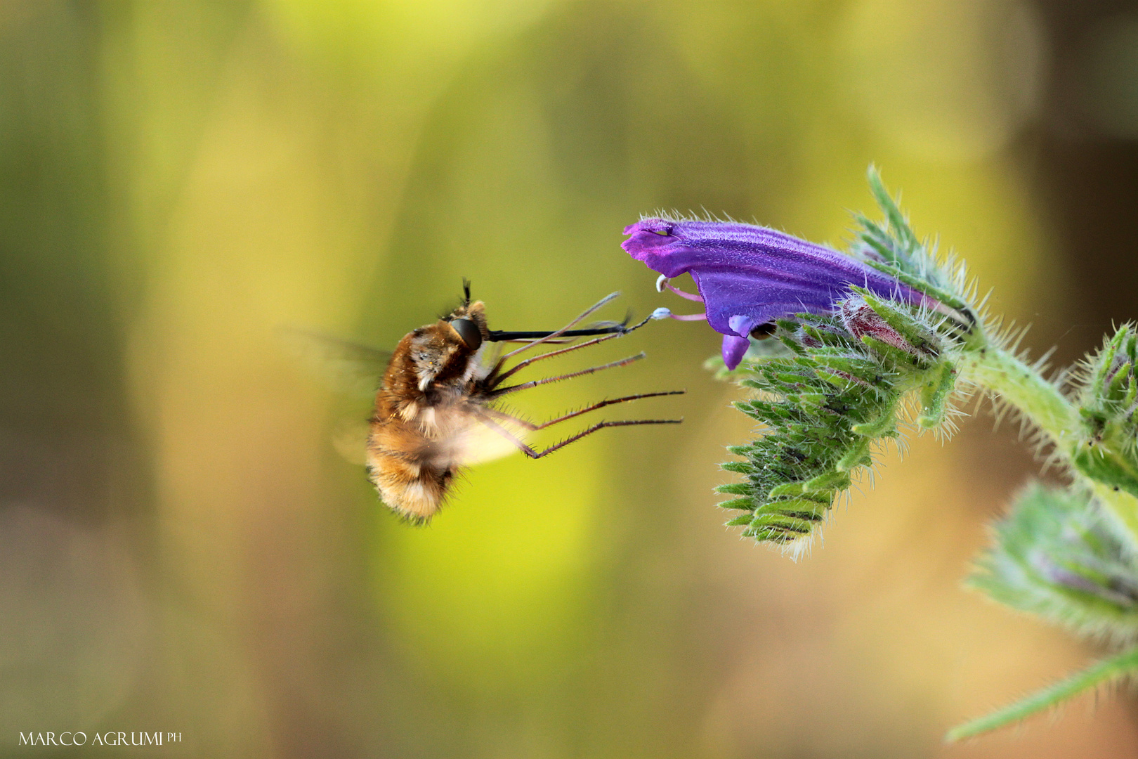 In volo