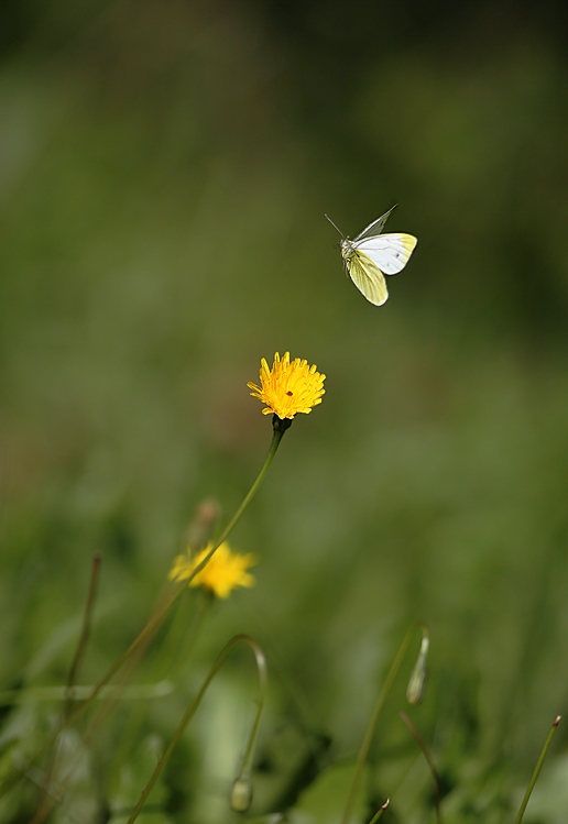 in volo