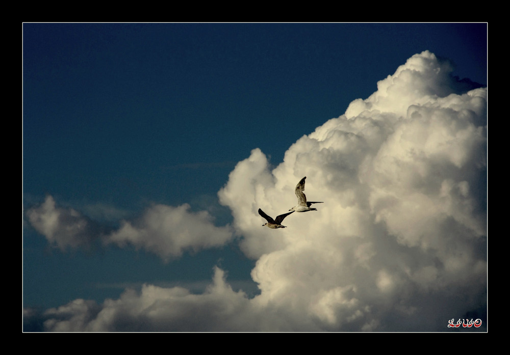 in volo con i miei amici