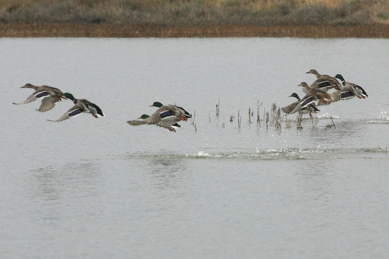 In volo