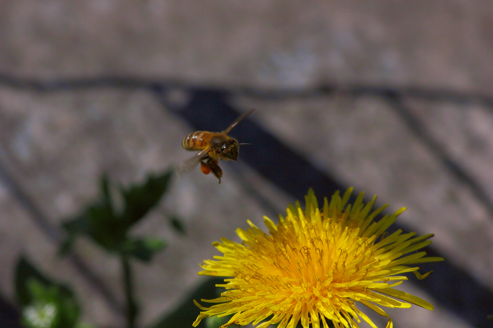 in volo