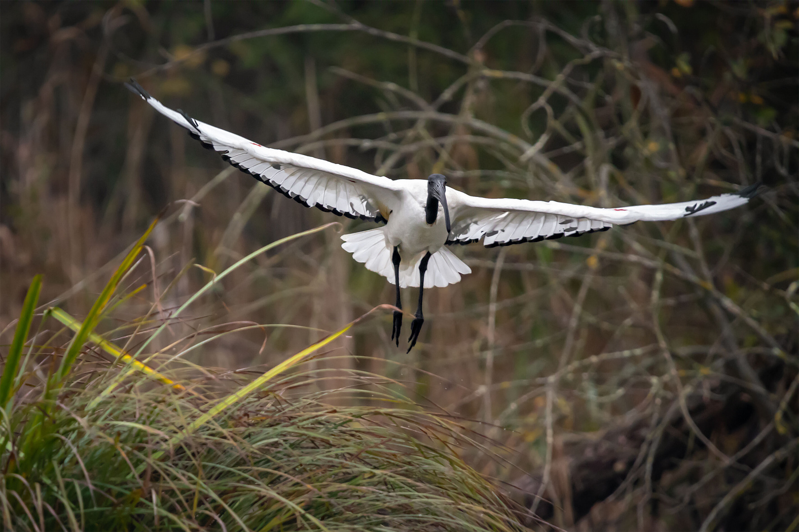 in volo fra le canne