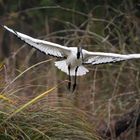 in volo fra le canne