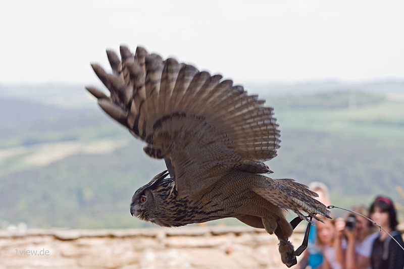 in volo - gufo reale