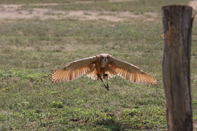 in volo radente