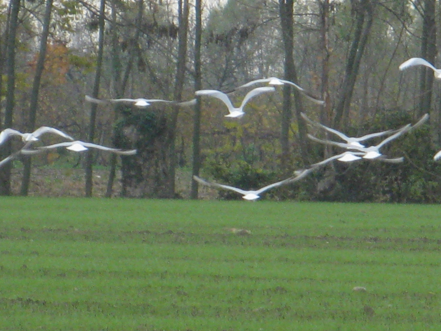 in volo senza pensieri