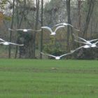 in volo senza pensieri