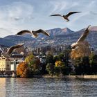 In volo su Lugano