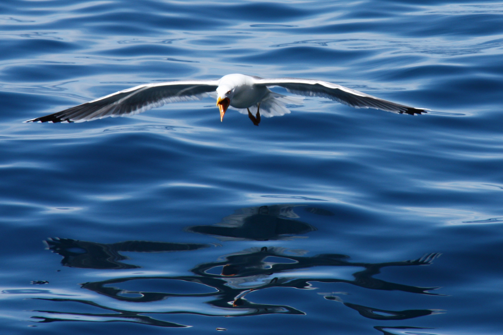 IN VOLO SULL'OCEANO