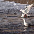 In volo verso la Libertà