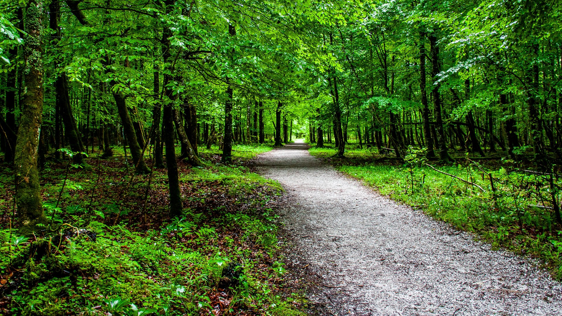 In Wald beim Regen...