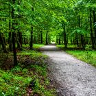 In Wald beim Regen...