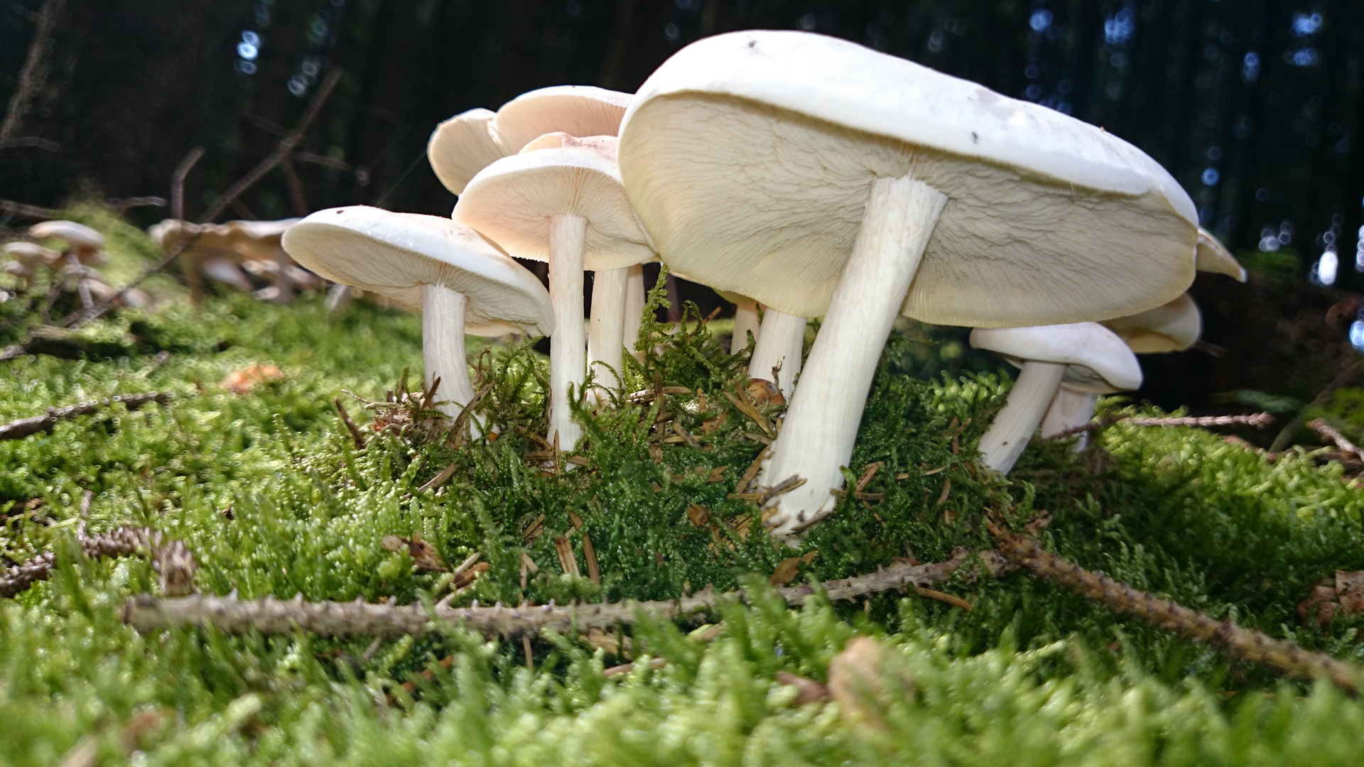 In Wald und auf der Heide