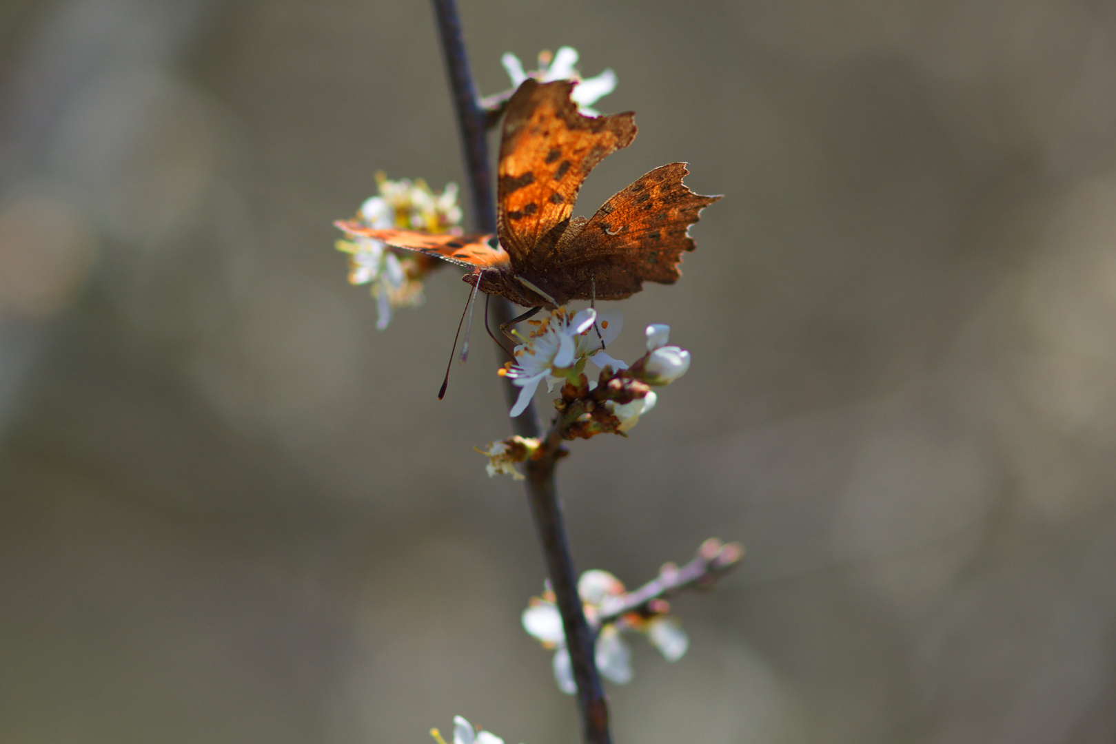 In Wald unterwegs 