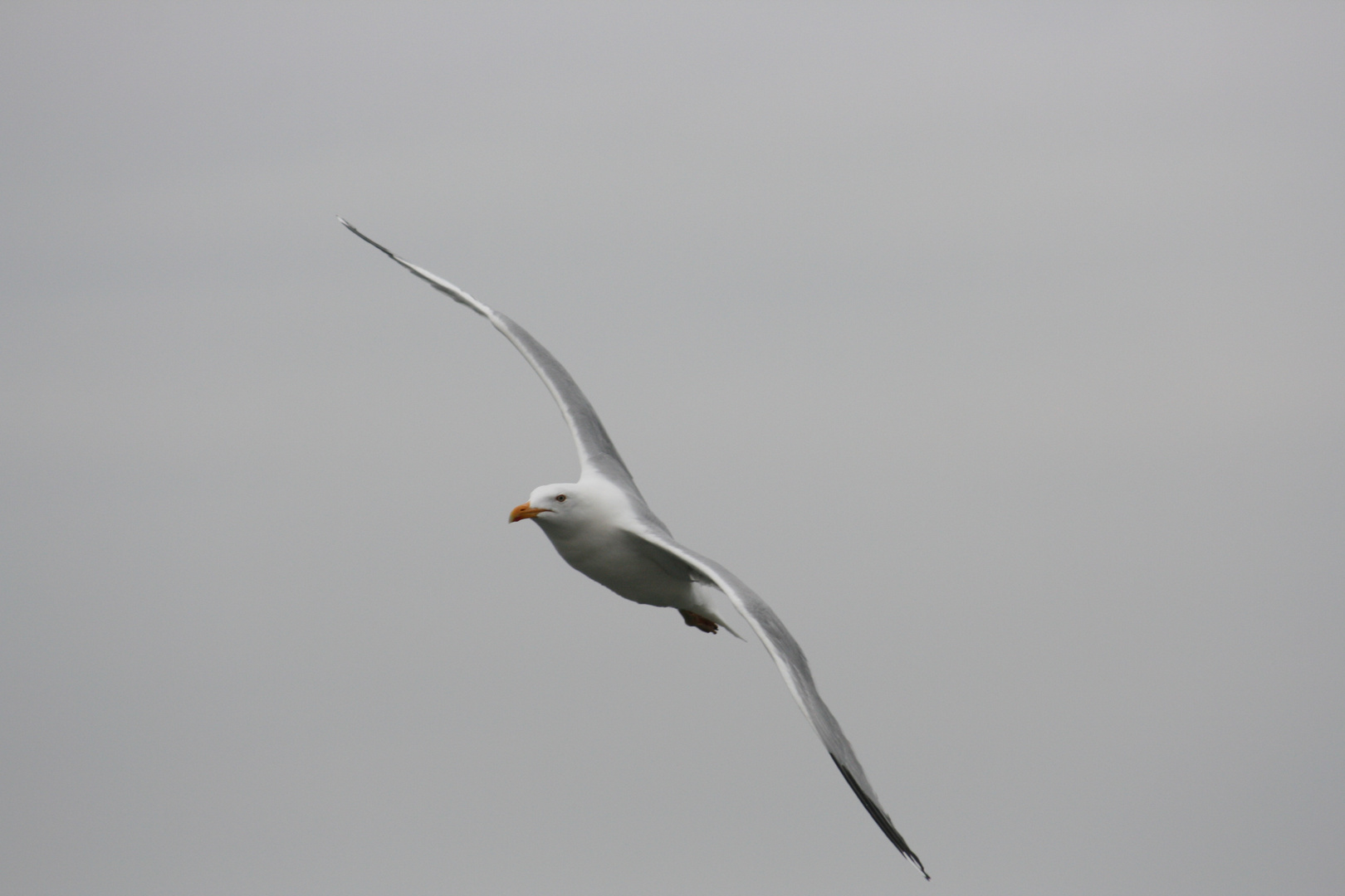 in Warnemünde "erwischt"