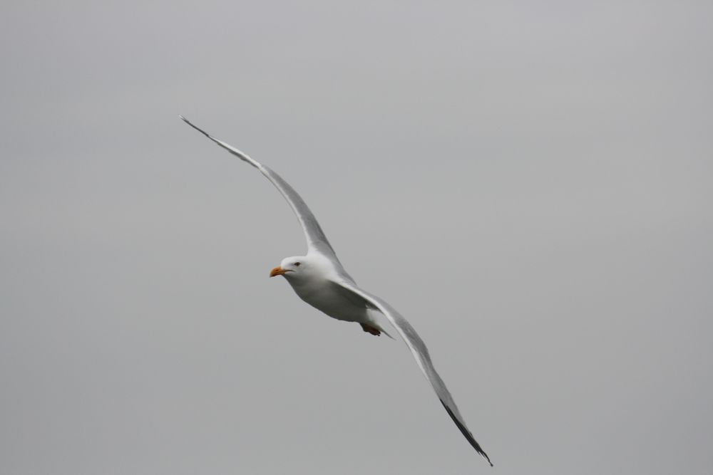 in Warnemünde "erwischt"