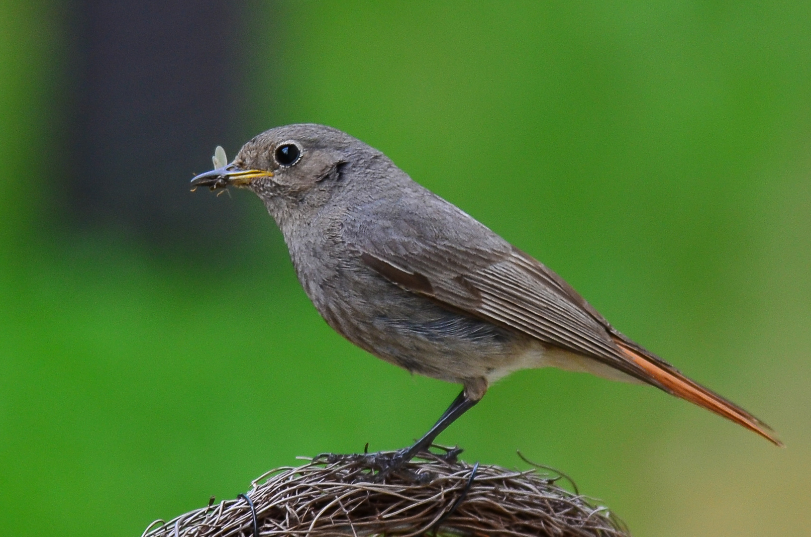 In Warteposition