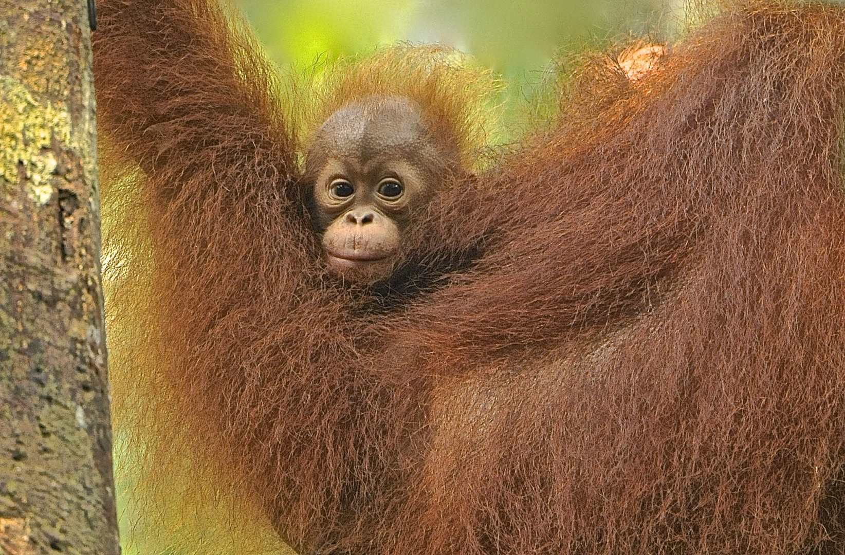 In was für eine Welt bin ich geboren! Semenggok-Ersatzwald Borneo