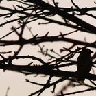 In was für einem Baum (gelöst)