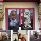 In Weilburg sind die Löwen los.