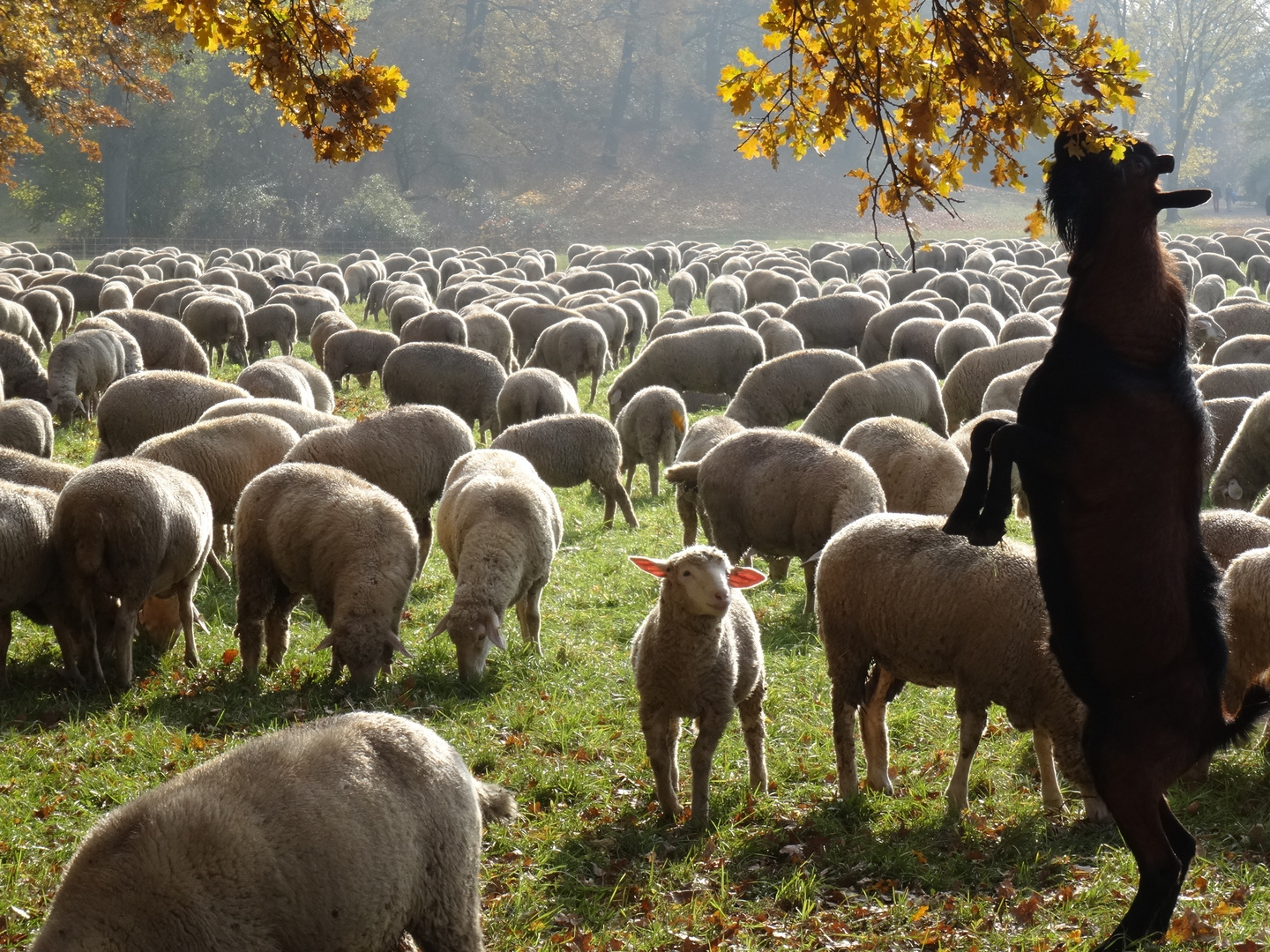 "In Weimar is tierisch was los!"