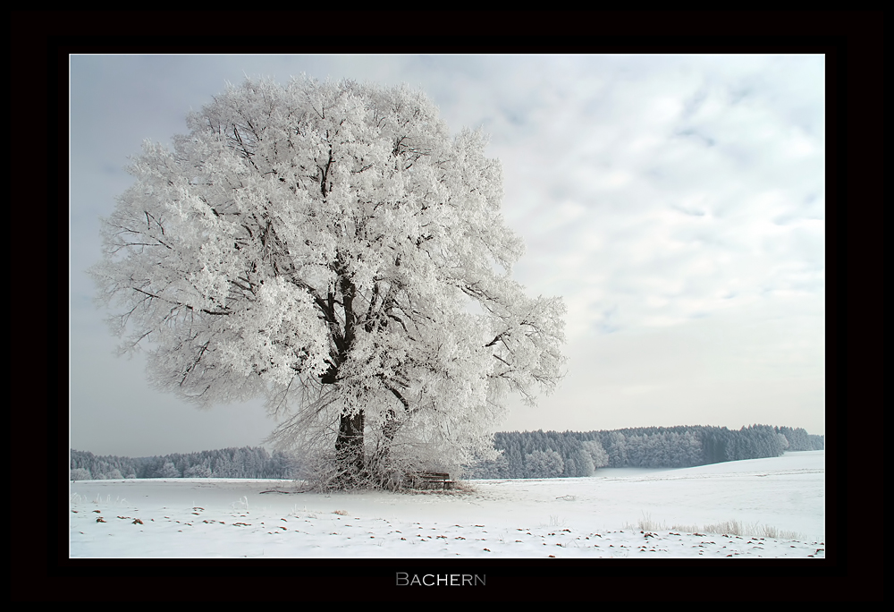 In weißen Flaum