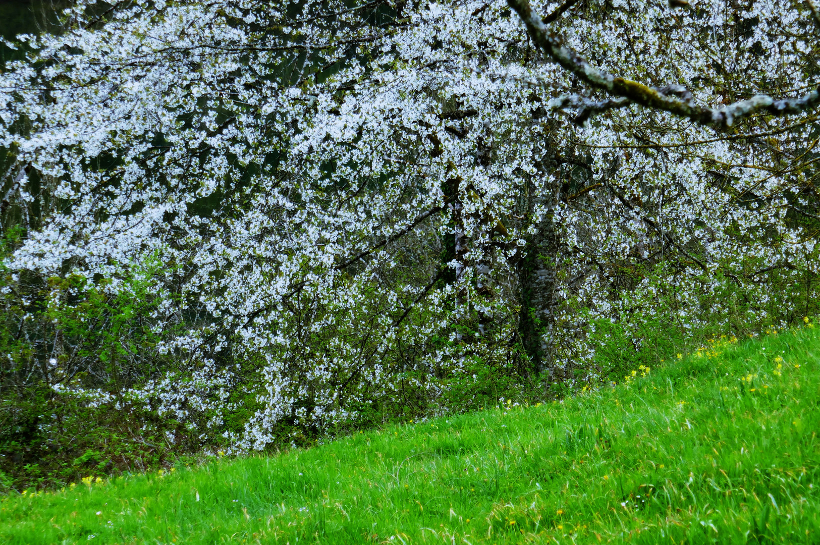 In weisser Blütenpracht