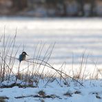 In weiter Ferne - ein Eisvogel