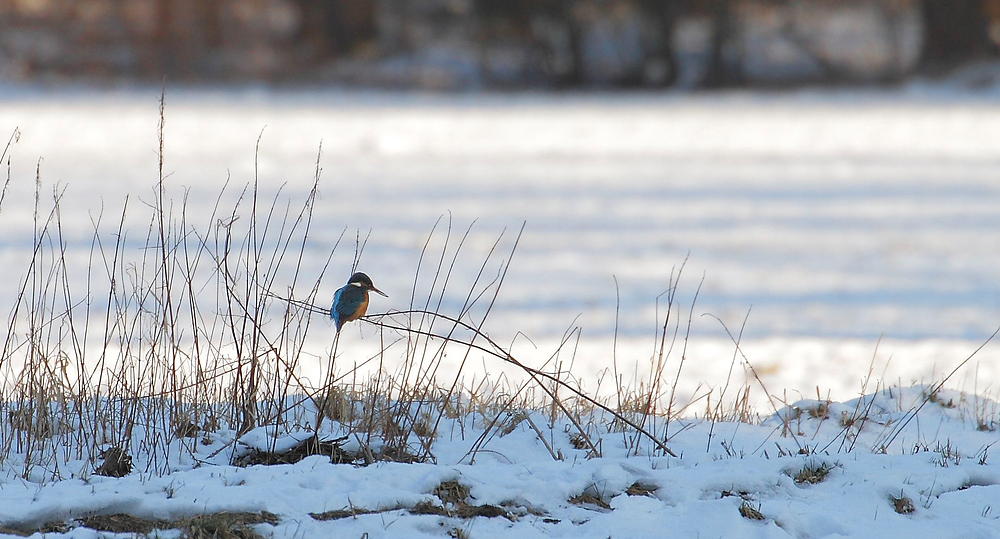 In weiter Ferne - ein Eisvogel