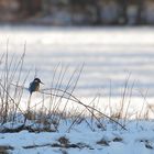 In weiter Ferne - ein Eisvogel