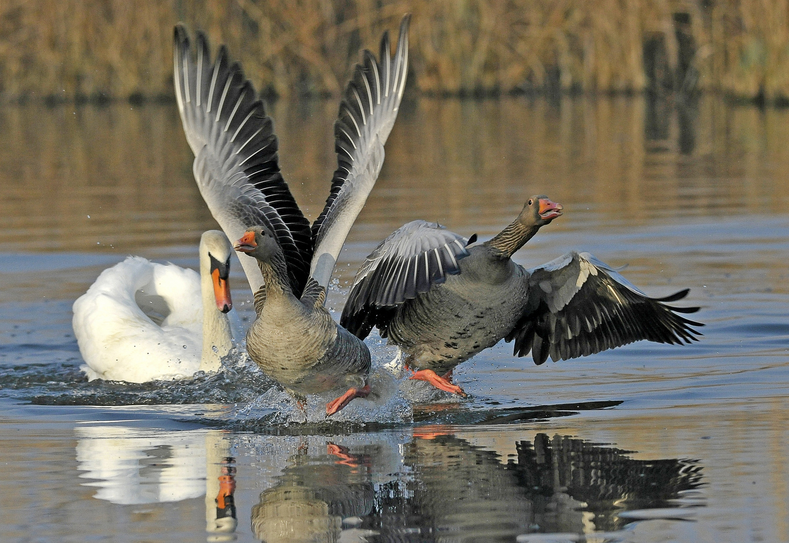 In welche Richtung fliehen