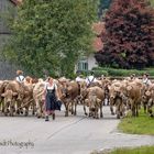 In Wertach werden die Herden in die Mitte des Ortes gebracht.