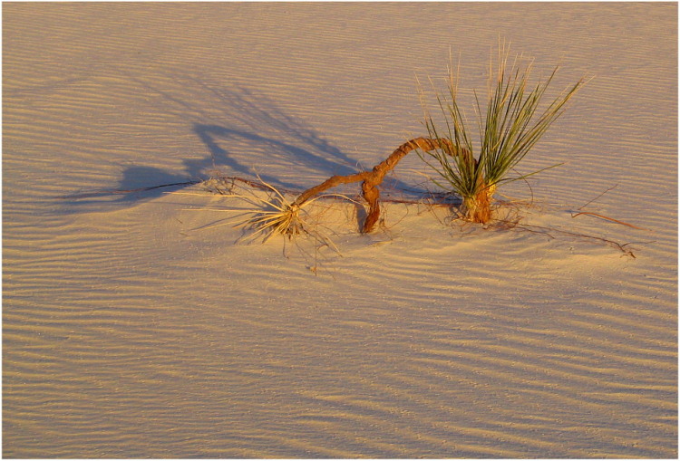 in white sands beim sonnenuntergang