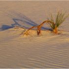 in white sands beim sonnenuntergang