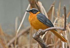 In Wilhelma Stuttgart