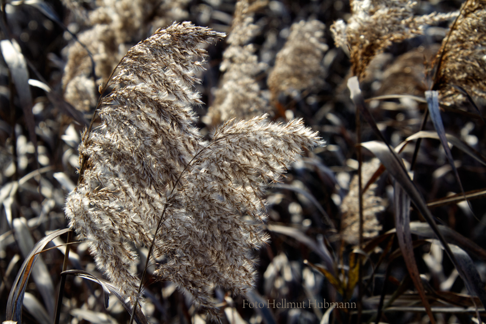 IN WIND UND GEGENLICHT