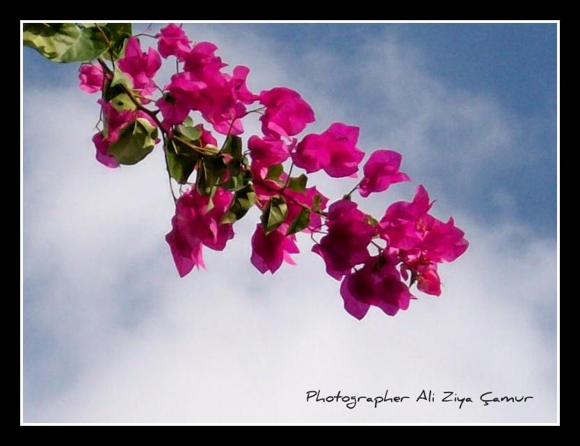 In Winter, The Sky Bough of Bougainvillea