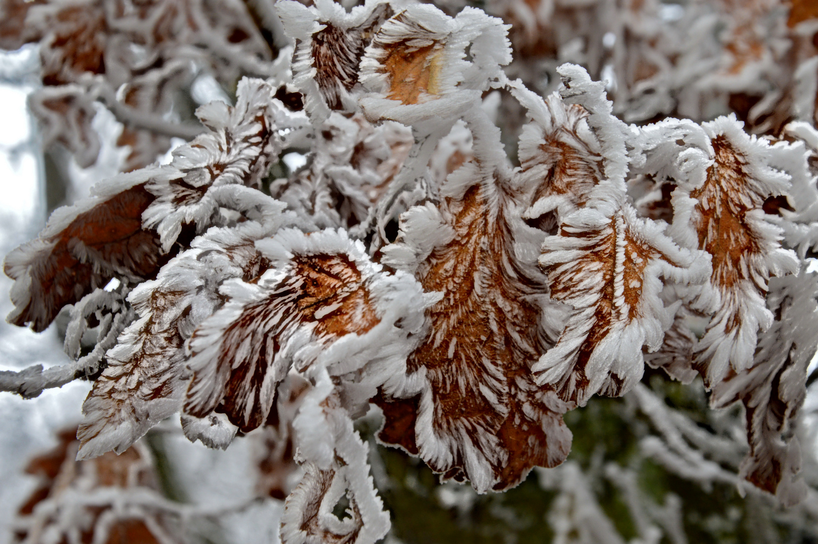 In winterkleid