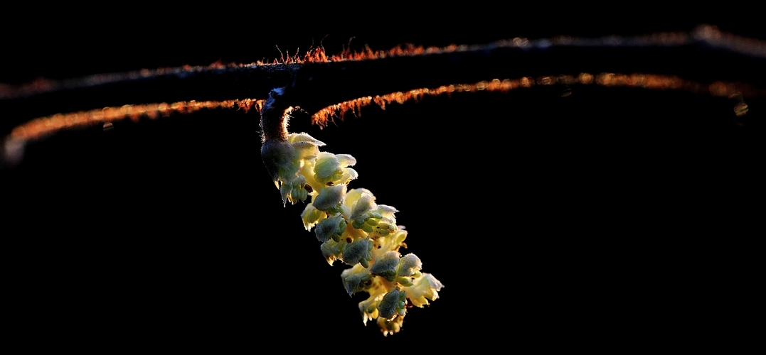 In winterlicher Abendsonne